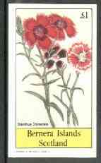 Bernera 1982 Flowers #18 (Dianthus chinensis) imperf souvenir sheet (Â£1 value) unmounted mint, stamps on flowers