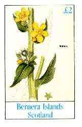 Bernera 1982 Flowers #23 (Mullein) imperf deluxe sheet (Â£2 value) unmounted mint, stamps on flowers