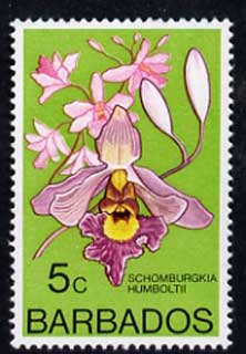 Barbados 1975-79 Schomburgkia humboltii 5c Orchid unmounted mint SG 514, stamps on flowers, stamps on orchids