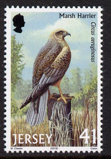 Jersey 2001 Birds of Prey - Western Marsh Harrier 41p unmounted mint, SG 1002, stamps on birds, stamps on birds of prey, stamps on 