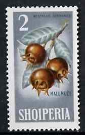 Albania 1965 Winter Fruits 2L Medlars unmounted mint, Mi 913, stamps on fruit
