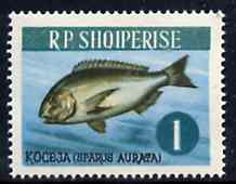 Albania 1964 Gilthead 1L unmounted mint, Mi 810, stamps on fish    gilthead