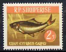 Albania 1964 Carp 2L50 unmounted mint, Mi 812, stamps on fish    carp