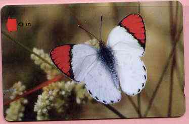 Telephone Card -Oman 5r phone card showing Scarlet Red Tip Butterfly, stamps on butterflies