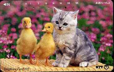 Telephone Card - Japan 105 units phone card showing Kitten with two chicks (card 111-055), stamps on cats       chickens