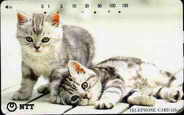 Telephone Card - Japan 105 units phone card showing two grey & white Kittens (one laying down) (card 111-078), stamps on cats     