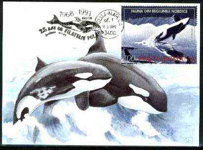 Rumania 1992 Killer Whale 100L (as SG 5485) on maximum card with special illustrated 'Whale' cancellation, stamps on animals, stamps on marine life, stamps on whales