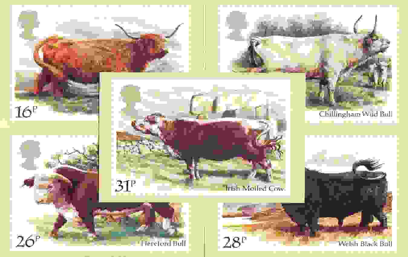 Great Britain 1984 British Cattle set of 5 PHQ cards unused and pristine, stamps on animals, stamps on bovine