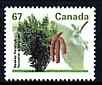 Canada 1991-96 Beaked Hazelnut 67c (from Fruit & Nut Trees def set) unmounted mint SG 1472, stamps on trees, stamps on nuts, stamps on food