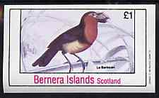 Bernera 1981 Birds #37 imperf souvenir sheet (Â£1 value) unmounted mint, stamps on birds