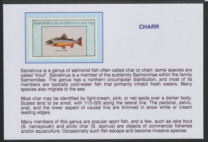 Bernera 1982 Fish - Charr 15p mounted on glossy card with historical notes - privately produced 150mm x 100mm, stamps on fish, stamps on charr