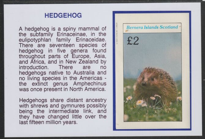 Bernera 1982 Animals - Hedgehog Â£2 deluxe sheet mounted on glossy card with descriptive notes - privately produced 150mm x 100mm, stamps on animals, stamps on hedgehog