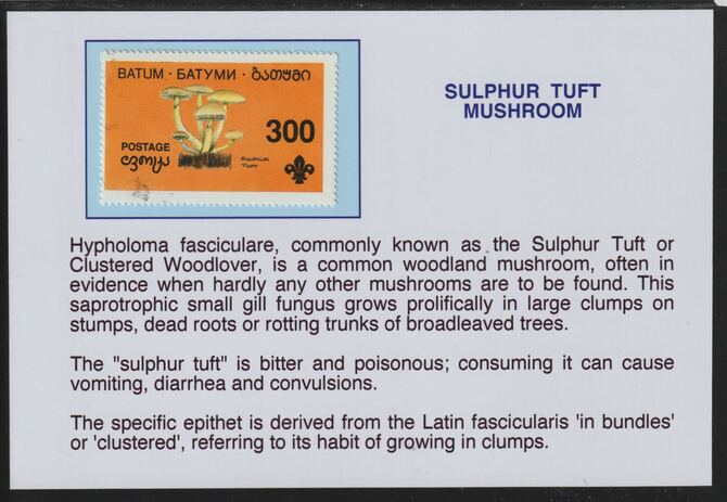 Batum 1994 Fungi -Sulphur Tuft Mushroom mounted on glossy card with descriptive notes - privately produced 150mm x 100mm, stamps on fungi, stamps on scouts