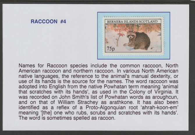 Bernera 1981 Racoons 75p mounted on glossy card with historical notes - privately produced 150mm x 100mm, stamps on animals, stamps on raccoons, stamps on racoons