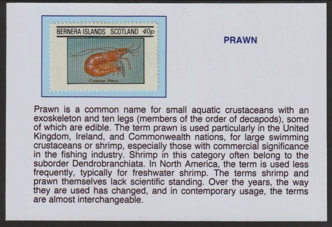 Bernera 1982 Shell Fish - Prawn 40p mounted on glossy card with historical notes - privately produced 150mm x 100mm, stamps on marine life, stamps on prawns