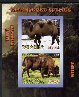 Rwanda 2009 Endangered Species - Wisent & Camel imperf sheetlet containing 2 values unmounted mint, stamps on animals, stamps on bovine, stamps on bison, stamps on camels