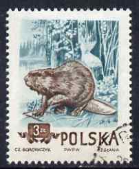 Poland 1954 Eurasian Beaver 3z cto used from Protected Animals set, SG 903, stamps on animals, stamps on beaver