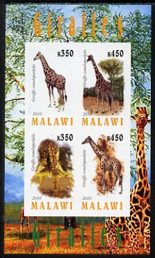Malawi 2010 Giraffes imperf sheetlet containing 4 values unmounted mint, stamps on , stamps on  stamps on animals, stamps on  stamps on giraffes