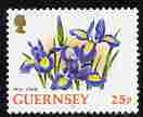 Guernsey 1992-97 Flowers definitive 25p Iris unmounted mint SG 576, stamps on flowers