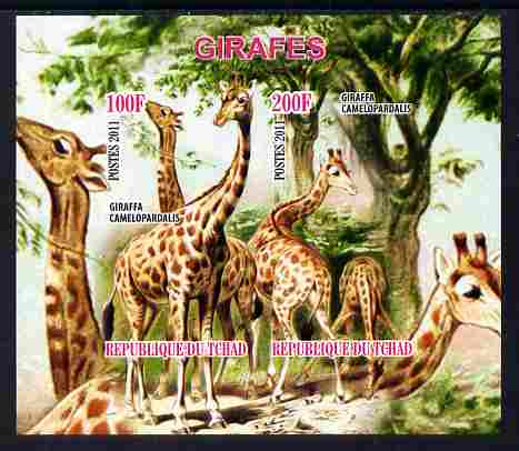 Chad 2011 Giraffes imperf sheetlet containing 2 values unmounted mint, stamps on animals, stamps on giraffes