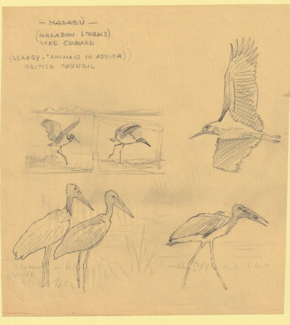Somalia 1959 Water Birds Original artwork rough showing several Storks on tracing paper sheet size 200 x 220 mm as SG 334-339 series (96064), stamps on birds