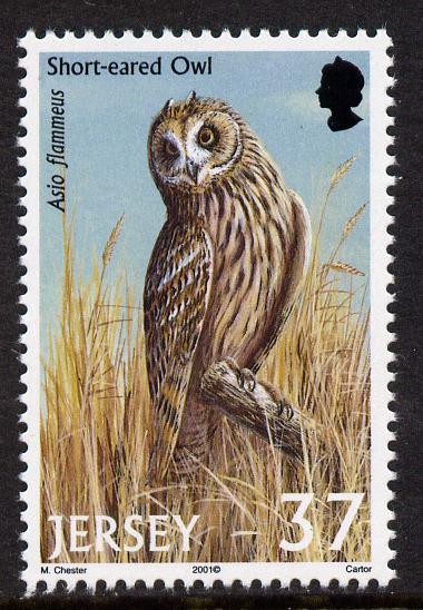 Jersey 2001 Birds of Prey - Short-Eared Owl 37p unmounted mint, SG 1001, stamps on birds, stamps on birds of prey, stamps on owls