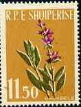 Albania 1961 Medicinal Plants 11L50 Sage unmounted mint, Mi 656, stamps on flowers    medical, stamps on medicinal plants