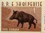 Albania 1962 Animals 1L50 Wild Boar unmounted mint, Mi 701, stamps on , stamps on  stamps on animals      boars     swine