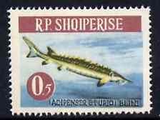 Albania 1964 Sturgeon 0L50 unmounted mint, Mi 809, stamps on , stamps on  stamps on fish    sturgeon