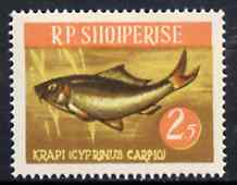 Albania 1964 Carp 2L50 unmounted mint, Mi 812, stamps on , stamps on  stamps on fish    carp