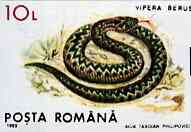 Rumania 1993 Viper Snake from Protected Animals set of 6 unmounted mint, SG 5527, Mi 4895*, stamps on reptiles    snakes, stamps on snake, stamps on snakes, stamps on 