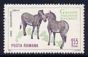 Rumania 1964 Zebra 1L55 from Bucharest Zoo set, SG 3203,  Mi 2336 unmounted mint, stamps on animals, stamps on zebra, stamps on  zoo , stamps on zoos   