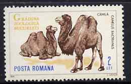 Rumania 1964 Camel 2L from Bucharest Zoo set, SG 3204,  Mi 2337, stamps on camel, stamps on  zoo , stamps on zoos