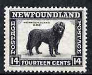 Newfoundland 1932 Newfoundland Dog 14c comb perf 13.5 unmounted mint, SG 216*, stamps on dogs, stamps on  kg5 , stamps on newfoundland