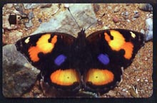 Telephone Card -Oman 1.5r phone card showing Yellow Pansy Butterfly, stamps on butterflies