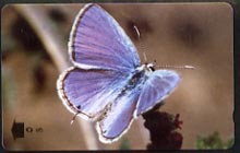 Telephone Card -Oman 5r phone card showing Mediterranean Pierrot Butterfly, stamps on , stamps on  stamps on butterflies