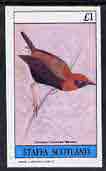 Staffa 1982 Birds #52 (Crowned Weaver) imperf souvenir sheet (£1 value) unmounted mint, stamps on birds      