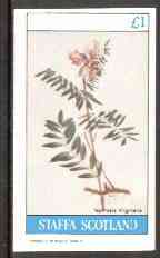 Staffa 1982 Flowers #21 (Tephrosia) imperf  souvenir sheet (£1 value) unmounted mint, stamps on flowers     