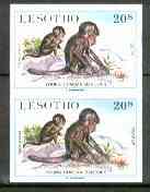 Lesotho 1984 Chacma Baboons 20s (from Baby Animals issue) superb unmounted mint imperf pair as SG 612, stamps on animals    apes