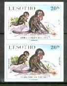 Lesotho 1984 Chacma Baboons 20s (from Baby Animals issue) superb unmounted mint imperf pair as SG 612, stamps on , stamps on  stamps on animals    apes