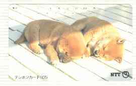 Telephone Card - Japan 105 units phone card showing Two Chow Puppies sleeping on Floorboards (card number 111-056), stamps on , stamps on  stamps on dogs   