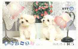 Telephone Card - Japan 105 units phone card showing Two Shihtzu Puppies with Desk Lamps (card number 290-383), stamps on dogs   