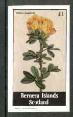 Bernera 1982 Flowers #17 (Cytisus capitatus) imperf souvenir sheet (Â£1 value) unmounted mint, stamps on flowers