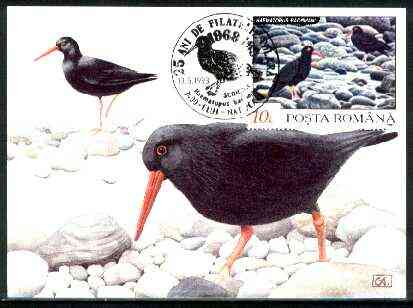 Rumania 1992 Oystercatcher 10L (as SG 5481) on maximum card with special illustrated 'Oystercatcher' cancellation, stamps on birds, stamps on oyster catcher