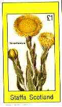 Staffa 1982 Flowers #51 (Xeranthemum) imperf souvenir sheet (£1 value) unmounted mint, stamps on flowers