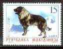 Macedonia 1999 Dog (1 value) unmounted mint*, stamps on dogs, stamps on pyrenean, stamps on 