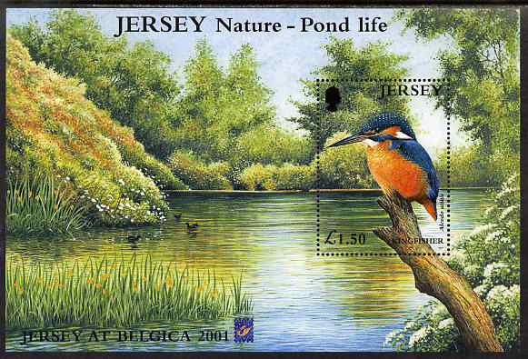 Jersey 2001 Europa - Pond Life perf m/sheet showing Kingfisher with 'Belgica 2001' logo, unmounted mint SG MS998, stamps on , stamps on  stamps on birds, stamps on  stamps on kingfishers, stamps on  stamps on stamp exhibitions, stamps on  stamps on europa