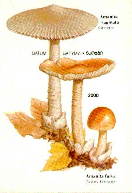 Batum 1997 Mushrooms imperf souvenir sheet (2000 value) unmounted mint, stamps on fungi