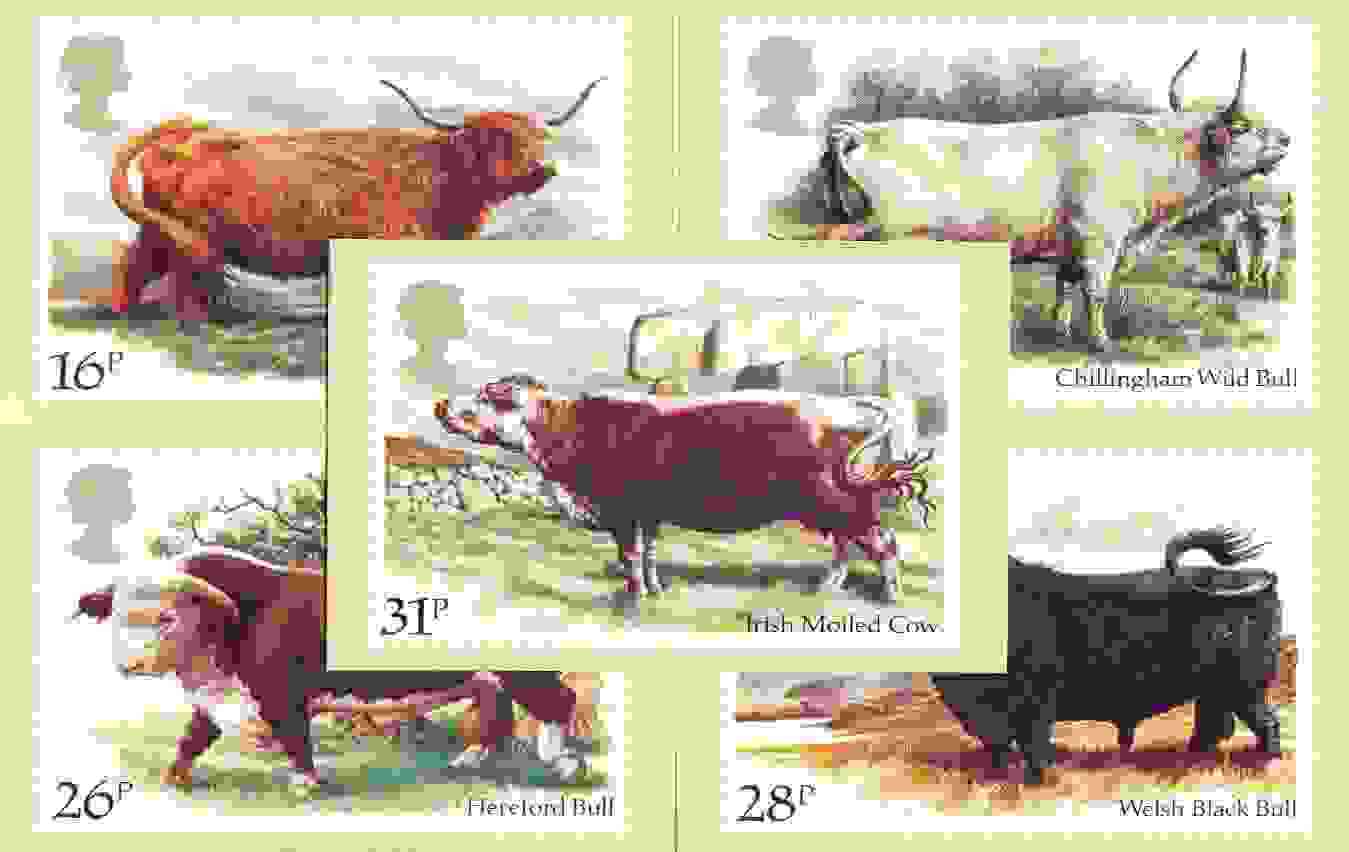 Great Britain 1984 British Cattle set of 5 PHQ cards unused and pristine, stamps on , stamps on  stamps on animals, stamps on bovine