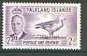 Falkland Islands 1952 Upland Goose 2d violet unmounted mint, SG 174*, stamps on , stamps on  stamps on birds, stamps on geese, stamps on  stamps on  kg6 , stamps on  stamps on 